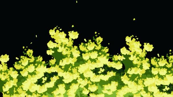 特写镜头视图的抽象, 美丽, 绽放, 黄色相思树, 孤立的黑色背景。明亮的动画, 卡通, 黄色的花朵和绿叶摇曳在风中. — 图库视频影像