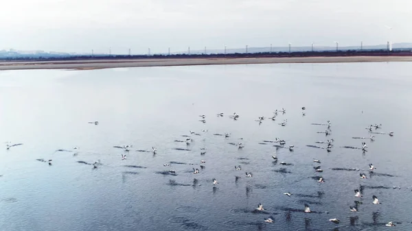 Top view of ducks floating on lake. Shot. Wild flock of ducks swims on lake in cloudy weather. Panoramic view of ducks on lake with distant horizon of gray city in cloudy weather