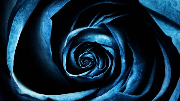 Szczelnie-do góry animacji róże. Makro animacji ruchu cyklicznego rosebud odwracanie. Piękne i kolorowe grafiki animacji naturalne piękno róży pączek — Zdjęcie stockowe