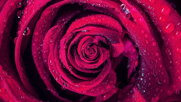 Szczelnie-do góry animacji róże. Makro animacji ruchu cyklicznego rosebud odwracanie. Piękne i kolorowe grafiki animacji naturalne piękno róży pączek — Zdjęcie stockowe