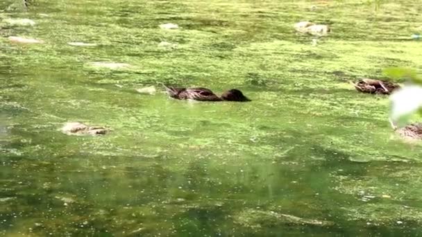 Close-up de pato nadando em água verde. Selvagem lindo pato flutua em corpo verde exuberante de água iluminada por raios quentes de sol — Vídeo de Stock