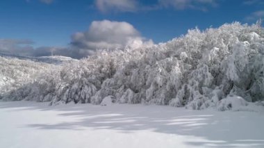 Üstten görünüm ormanın kış. Vurdu. Üstten görünüm karlı orman ağaçları. Kış manzara orman. Ayaz orman. Doğa