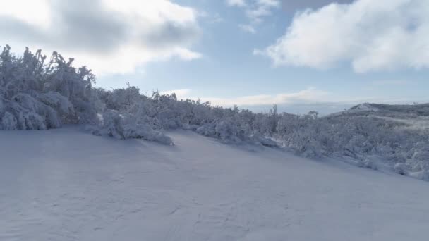 Top view beautiful winter forest. Shot. Winter landscape. Snowy winter forest — Stock Video