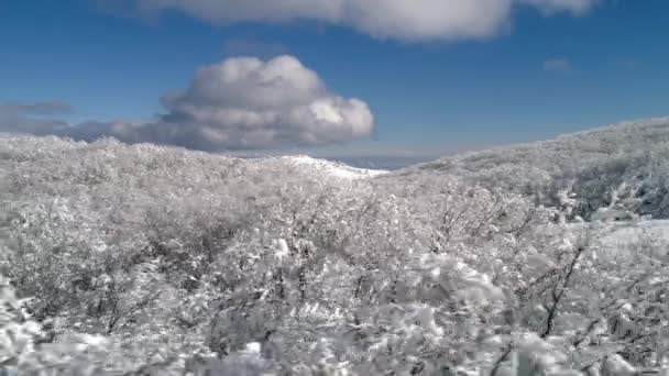 Bovenaanzicht van het bos in de winter. Schot. Bovenaanzicht van besneeuwde bos bomen. Winter landschap in het forest. Frosty bos. Natuur — Stockvideo