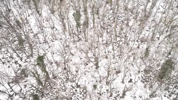 Vista superior del bosque en invierno. Le dispararon. Vista superior de árboles de bosque nevado. Paisaje invernal en el bosque. Bosque helado. Naturaleza — Vídeo de stock