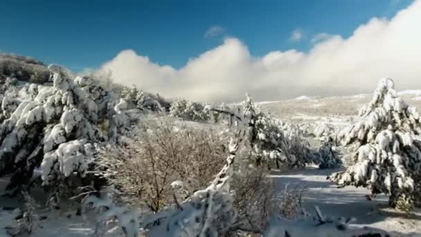 Téli nyugodt hegyi táj fák gyönyörű fagyosan. Lövés. A dombos táj a téli felülnézet — Stock videók