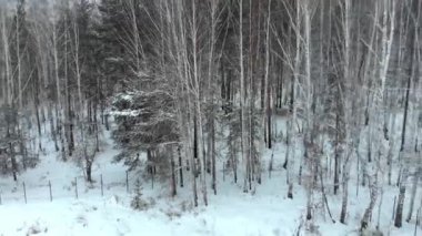 Üstten görünüm karla kaplı iğne yapraklı orman. Hisse senedi. Karla kaplı orman üstten görünüm