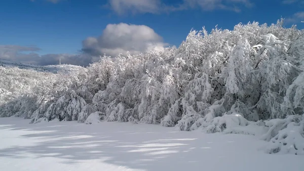 Vue de dessus de la forêt en hiver. Fusillade. Vue de dessus des arbres forestiers enneigés. Paysage hivernal dans la forêt. Forêt gelée. Nature — Photo