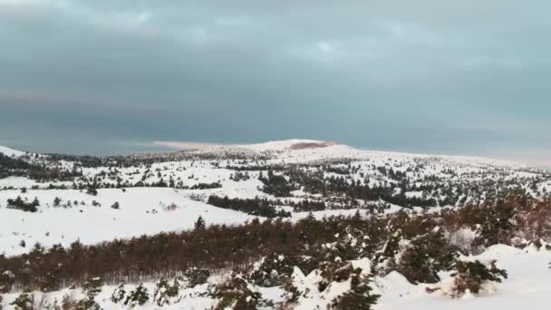 Luchtfoto van de bovenkant van de besneeuwde berg pines in het midden van de winter. Schot. Rich winter geest — Stockvideo