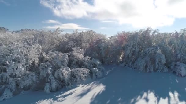 Flygfoto över vintern skog på höjder av fåglar flygningen mot ljusa, blå, molnig himmel. Skott. Vackra landskap av snöiga skogen i vinter, solig dag. — Stockvideo