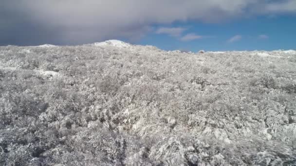 Luchtfoto winter Woud landschap op blauw, bewolkte hemelachtergrond. Schot. Witte bomen met sneeuw, bekijken van bovenaf. — Stockvideo