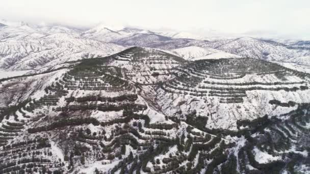 Vista aérea de árboles cubiertos de nieve que crecen en hileras en alta montaña sobre un fondo nublado. Le dispararon. Impresionante paisaje de bosque de invierno en montañas frías . — Vídeos de Stock
