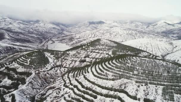 Vista aérea de árvores cobertas de neve crescendo em fileiras em alta montanha no fundo do céu nublado. Atingido. Paisagem deslumbrante de floresta de inverno em montanhas frias . — Vídeo de Stock