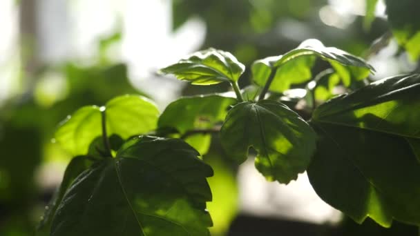 Close-up voor groene planten drenken in kas. Waterdruppels vallen op groene bladeren in moestuin. — Stockvideo