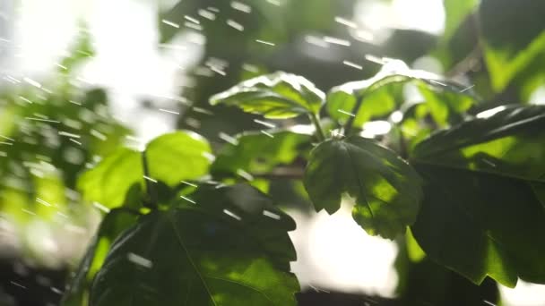 Nahaufnahme für grüne Pflanzen, die im Gewächshaus gegossen werden. Wassertropfen fallen auf grüne Blätter im Gemüsegarten. — Stockvideo
