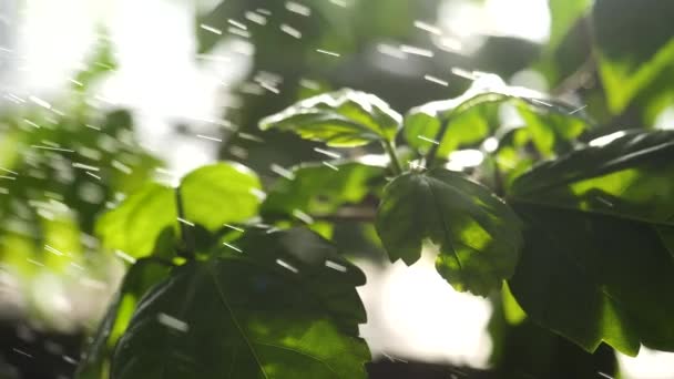 Fermer pour arroser les plantes vertes en serre. gouttes d'eau tombant sur les feuilles vertes dans le jardin potager .