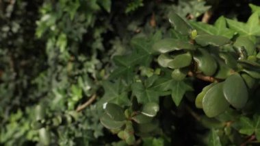 Ficus üstten görünüm bırakır, karanlık uzun boylu ficus ağaç. Görüntü arka plan üzerinde koyu yeşil yaprakları için yakın çekim