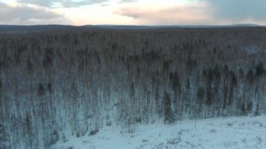 Kışın karlı ağaçları ile güzel ormanda havadan görünümü. Vurdu. Kış manzarası