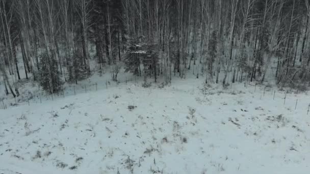 Vista aérea de la zona del parque cerca del bosque en invierno con árboles nevados. Acciones. Paisaje invierno — Vídeos de Stock