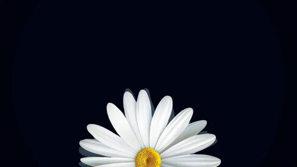 Beautiful, rotating, abstract chamomile flower moving bottom up, isolated on black background. Spinning white daisy flower bud, top view.