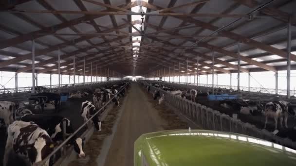 Vůz Stodole Kravami Záběry Vůz Jezdí Silnici Mezi Výběhy Krávy — Stock video