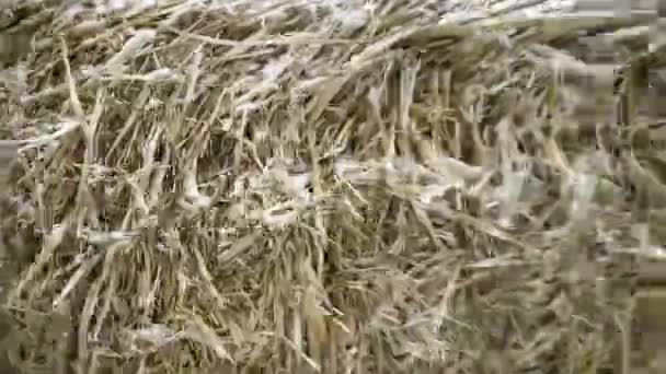 Close-up de feno na neve. Filmagem. Feno caótico comprimido coberto com pouca neve para alimentar o gado no inverno — Vídeo de Stock