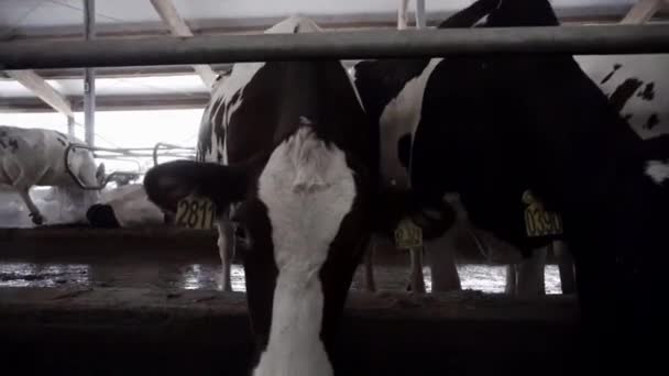 Aus nächster Nähe Milchkühe füttern. Filmmaterial. Kühe fressen Heu auf einem modernen Milchviehbetrieb. Milchkühe fressen Nährfutter und Heu in Produktionsbetrieben und landwirtschaftlichen Betrieben — Stockvideo