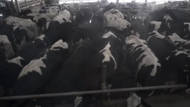 Viele Kühe stehen in einem kleinen Stall auf dem Hof, greenpeace-Konzept. Filmmaterial. Tierquälerei, Rinderhaltung auf einem Bauernhof. — Stockvideo