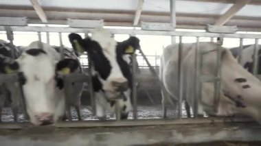 Büyük cowshed bir çiftlikte besleme inekler için kapatın. Görüntüleri. İşlem bir süt çiftliğinde Besleme sığır ineklerin