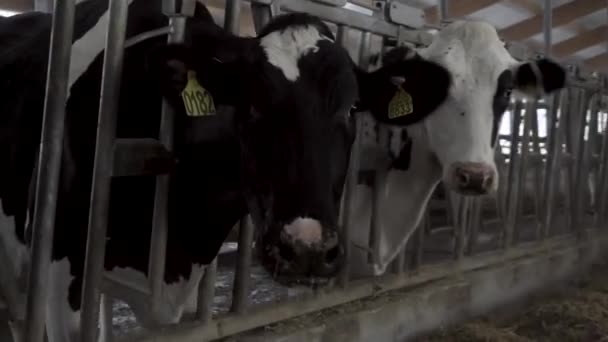 Cows cattle feeding process on a large milk farm, agriculture concept. Footage. Cows on dairy farm eating hay and fodders. — Stock Video