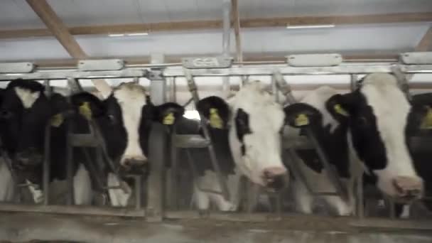 Cerca de vacas que se alimentan en un establo grande en una granja. Filmación. Proceso de alimentación del ganado vacuno en una granja lechera — Vídeo de stock