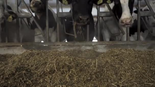 Detailní záběr pro krávy krmení ve velkém Kravíně na farmě. Záběry. Krávy skot krmení proces na mléčné farmě — Stock video