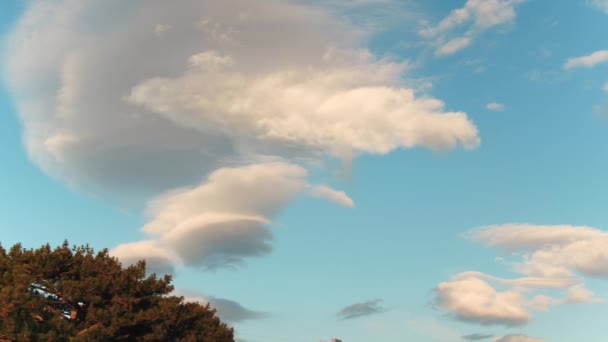 Beautiful view on blue cloudy sky and coniferous tree tops in autumn. Shot. Colorful autumn view. — Stock Video