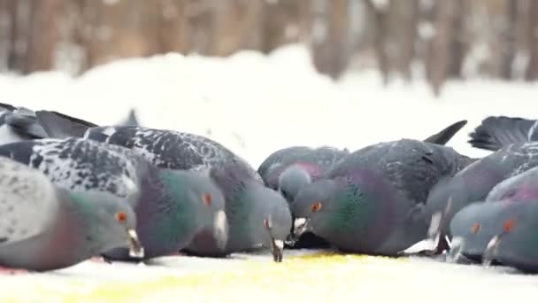 Primer plano de palomas grises en la nieve comiendo grano en el parque de invierno cerca de personas caminando. Aves de la ciudad . — Vídeo de stock