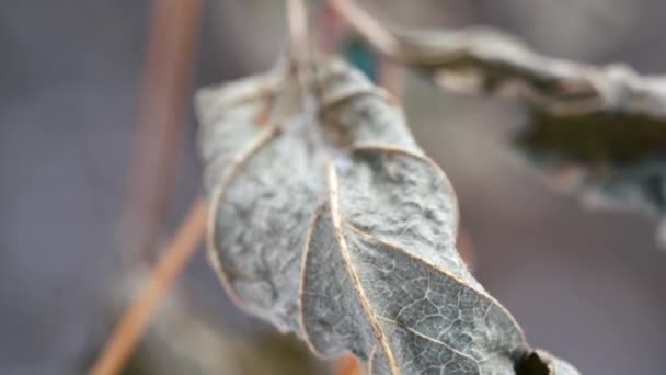 El primer plano de la hoja seca en la rama. Concepto de otoño . — Vídeos de Stock