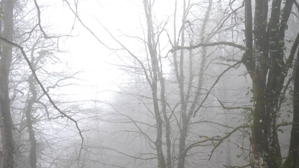 Detail mechem strom a mlžný les. Krásná škála mechy zarostlá na stromech na pozadí tajemné mlhy v podzimním lese — Stock fotografie