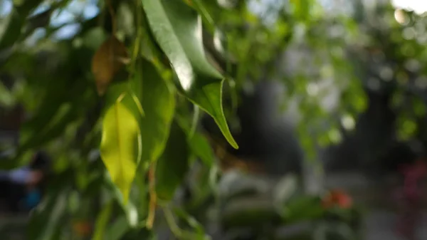 Close-up de folhas verdes de árvores em sol quente. Folhas verdes suculentas alongadas iluminadas pela luz solar no fundo de outra vegetação verde — Fotografia de Stock