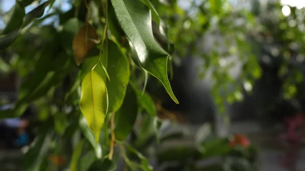 Close-up de folhas verdes de árvores em sol quente. Folhas verdes suculentas alongadas iluminadas pela luz solar no fundo de outra vegetação verde — Fotografia de Stock