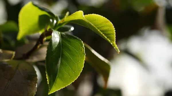 Närbild av gröna träd lämnar i solljus. Vackra färska saftiga gröna blad belysta av solljus. Naturens skönhet och liv i gröna bladen av växter — Stockfoto