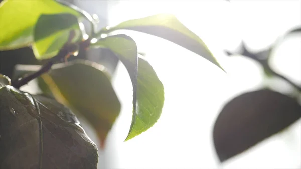 Close-up de folhas de árvore verde à luz do sol. Lindas folhas verdes suculentas frescas iluminadas pela luz solar. Beleza da natureza e vida em folhas verdes de fábricas — Fotografia de Stock