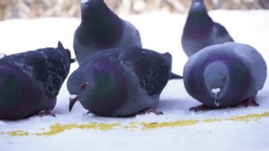 Karda tahıl yemek güvercinler. Güneşli soğuk günde satır tahıl karda gri güvercinler gagalamayı Close-Up dağınık