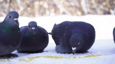 Güvercinler satırda ye. Güzel güvercinler tahıl gagalamayı Close-Up karda dağınık. Soğuk kış günlerinde park besleme güvercinler