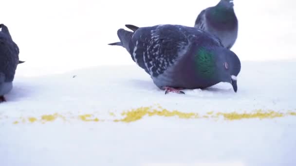 Pigeons mangeant du grain dans la neige. Gros plan de pigeons gris picorant éparpillés en rangée de céréales dans la neige par une journée ensoleillée et glacée — Video