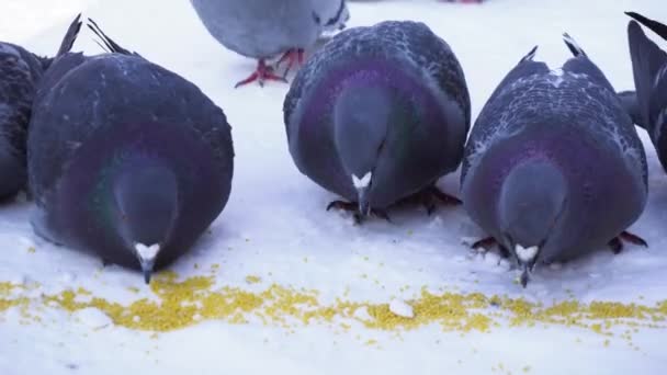 Close-up de pombos comendo na neve. Alimentando sementes de pombos no inverno. Pombos que bicam grãos de framboesas em linha no dia frio de inverno de neve — Vídeo de Stock