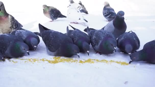 Güvercinler satırda ye. Güzel güvercinler tahıl gagalamayı Close-Up karda dağınık. Soğuk kış günlerinde park besleme güvercinler — Stok video