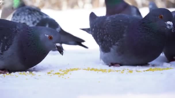 Primer plano de palomas comiendo en la nieve. Alimentar a las palomas semillas en invierno. Palomas picoteando granos raspunde en fila en la nieve frío día de invierno — Vídeo de stock