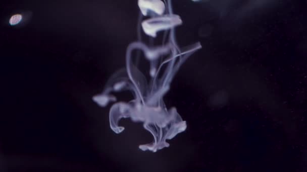 Colorful purple paint drops falling in black water from above, mixing in water, swirling softly underwater. Colored ink looking like smoke rings floating in water. — Stock Video