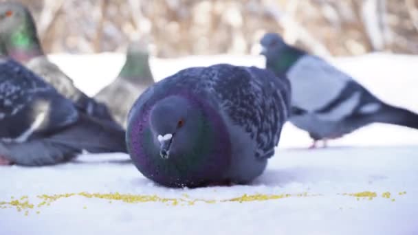 Las palomas comen en fila. Primer plano de hermosas palomas picoteando granos esparcidos en la nieve. Alimentación de palomas en el parque en días helados de invierno — Vídeo de stock