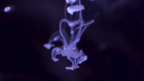 Colorful purple paint drops falling in black water from above, mixing in water, swirling softly underwater. Colored ink looking like smoke rings floating in water. — Stock Video