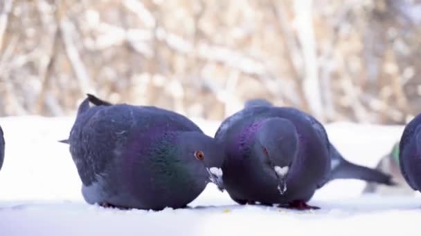 Pigeons mangeant du grain dans la neige. Gros plan de pigeons qui viennent manger des grains de millet éparpillés dans la neige du parc — Video